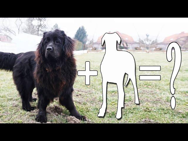 Top 09 Pretend Newfoundland dog Mixes That'll Melt Your Heart | Newfoundland dog Cross Breeds