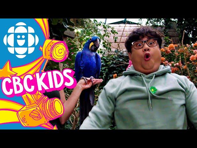 Shake It Up Like a Bird | CBC Kids