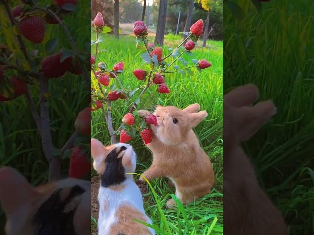 Rabbit eats the cat and looks at the cute pet. Rabbit. Little cute pet in the countryside.