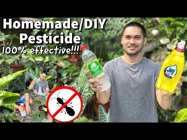HOW TO USE VINEGAR AND DISHWASHING LIQUID AS PESTICIDE/INSECTICIDE | HOMEMADE/DIY PESTICIDE
