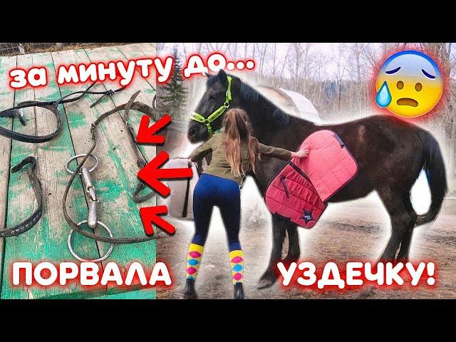 Лошадь ПОРВАЛА уздечку / Буду ли заниматься с Мартини дальше?