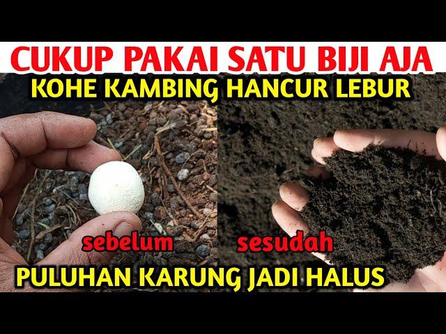 Ini rahasianya hancurkan Puluhan karung kohe kambing dengan cepat dan Fermentasi Kohe kambing