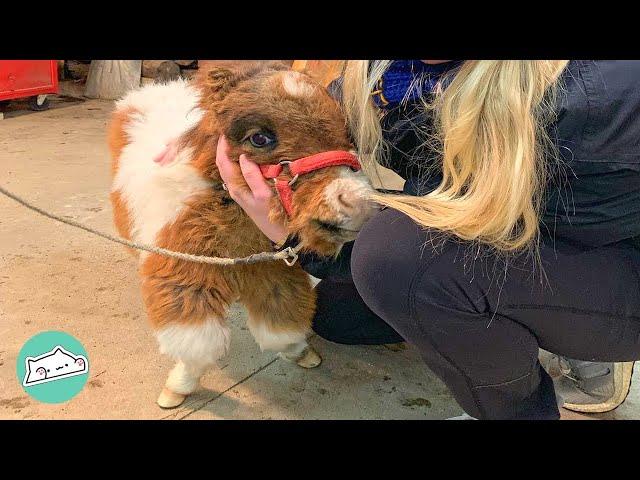 Tiny Dwarf Horse is Dancing Like Nobody's Watching | Cuddle Farm