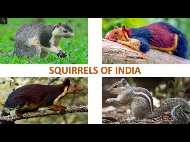 Squirrels of India ️  | Mammals | Indian Animals