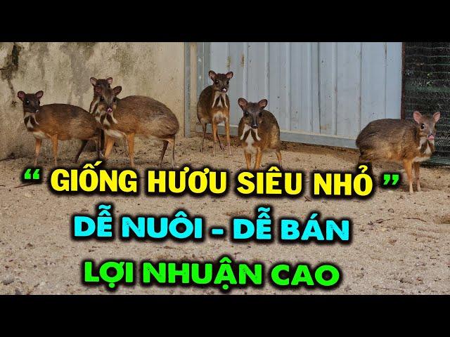 Chăn Nuôi Giống Hươu Siêu Nhỏ ( Con Cheo Cheo ) - Ông Chú Vĩnh Long Thu Bội Tiền | Dễ Nuôi - Dễ Bán