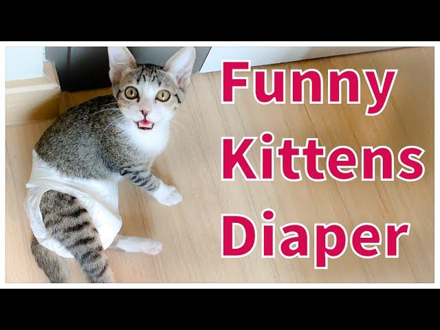 Funny kittens and diaper video