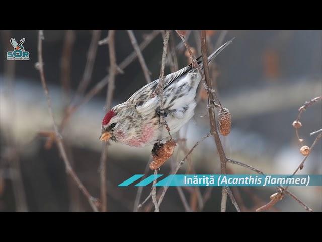 Inăriță (Acanthis flammea)