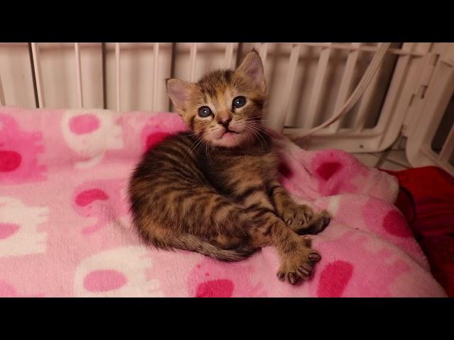 How to bottle feed kittens | Nightly pet routine