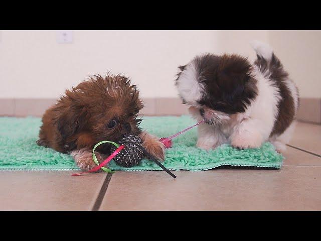 Imperial Shih Tzu Puppies || Too Cute