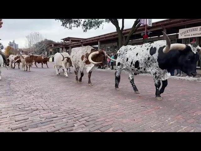 Fort Worth Stockyards Stables and Horseback Riding