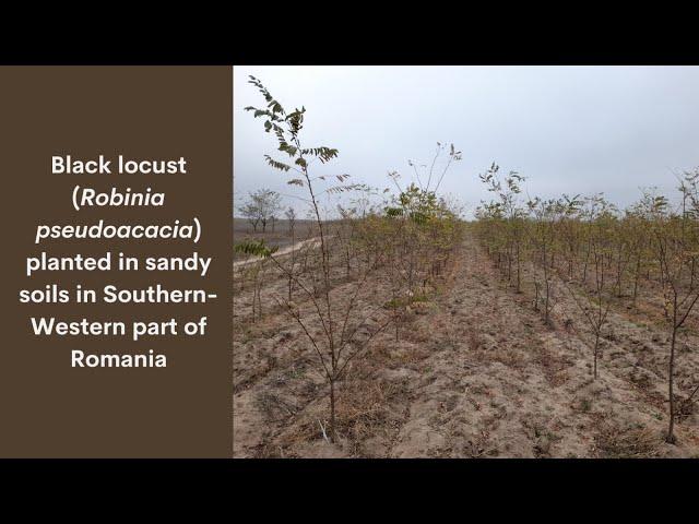 Black locust (Robinia pseudoacacia) planted in sandy soils in Southern-Western part of Romania