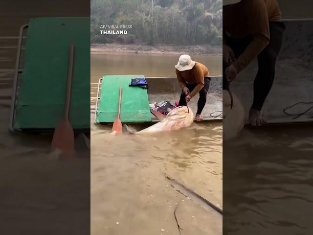 That's a real catch! Angler struggles to haul 297-pound fish into boat #Shorts