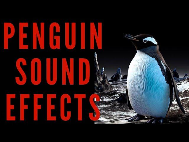 PENGUIN SOUND EFFECTS - Penguin Noise and Sounds | Maktub_ytv