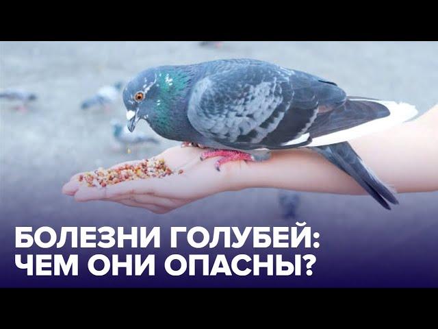 Болезни ГОРОДСКИХ ГОЛУБЕЙ: чем они опасны для человека?