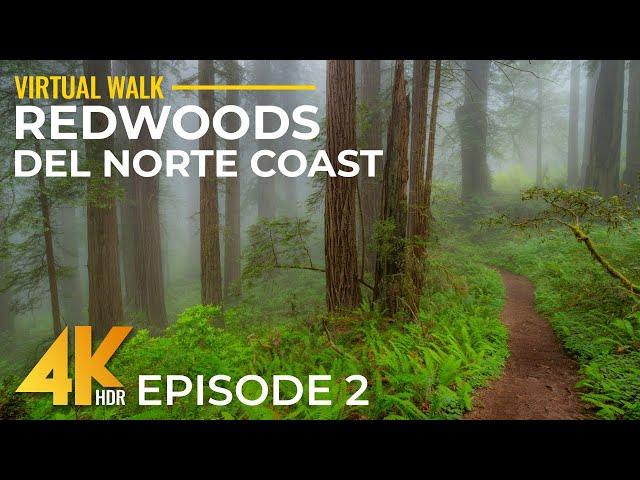 4K Hiking Del Norte Coast Redwood State Park Trails - Part 2 | Calm Forest Walk with Real Sounds