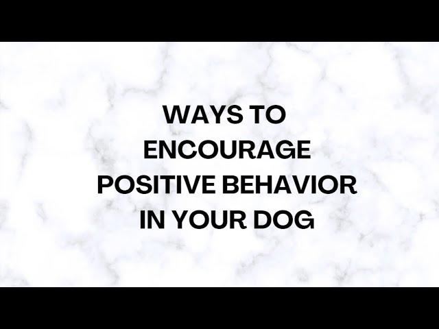 WAYS TO ENCOURAGE POSITIVE BEHAVIOR IN YOUR DOG