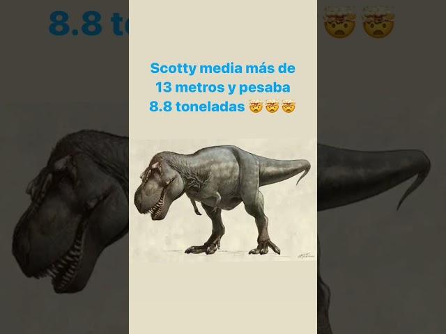 El T.Rex más grande descubierto  encontrar un fósil así sería increíble 