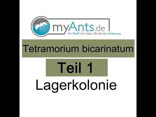 Tetramorium bicarinatum Teil 1 Lagerkolonie