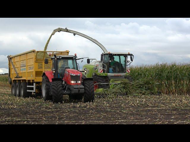 Mais hakselen voor melkveebedrijf de Bleskolk door loonbedrijf Reimink met Claas Jaguar 950 (2024)