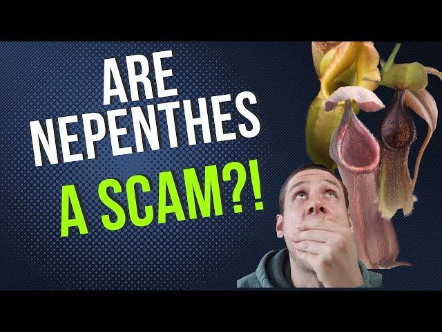 Are Nepenthes A Scam?!