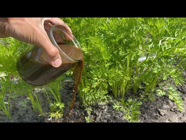 Carrot loves it! Feed Carrots like this right after germination and it will grow large and sweet!