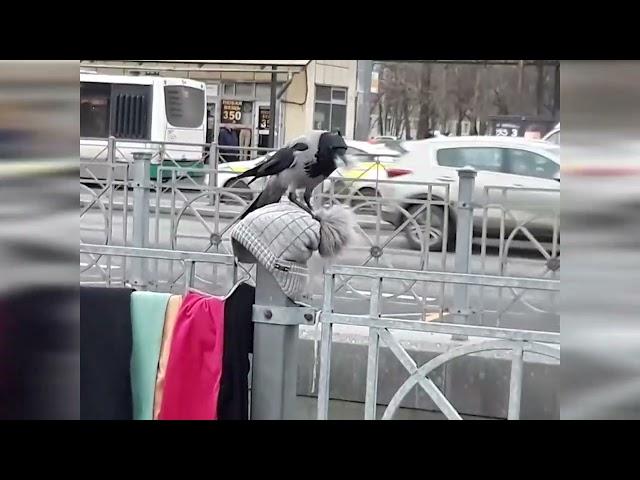 Видео: «Каждой твари по паре / Павел Глазков»