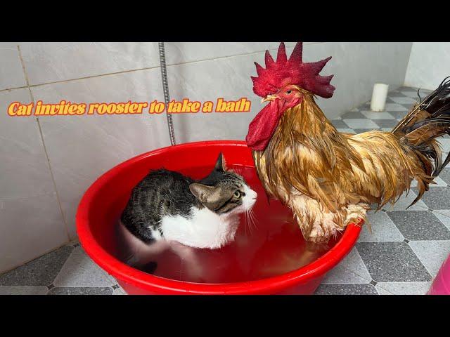 Laugh until your stomach hurts! Funny cat invites rooster to take a bath together.Funny cute pets