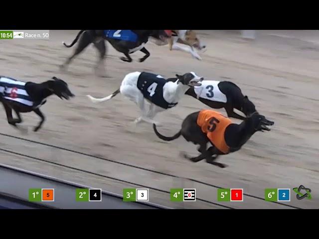 Dogs Racing - Virtual Generation Games Betting & Gaming Provider Solution