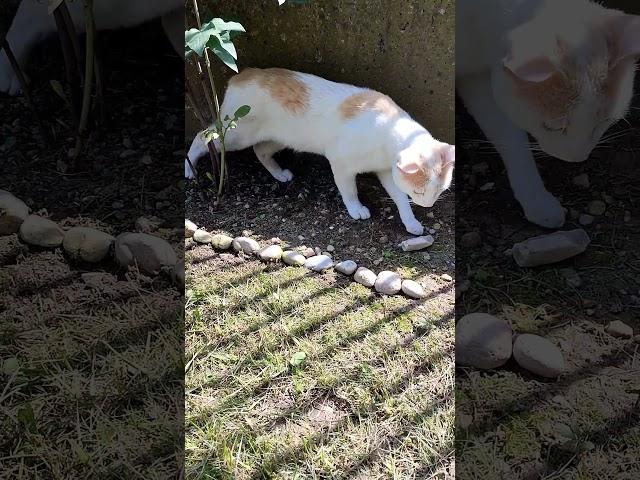 On the Hunt: My Cat Trying to Find a Prey 