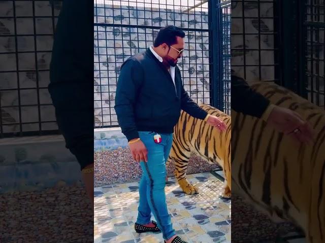 Biggest tiger in the whole world (mian saqib)