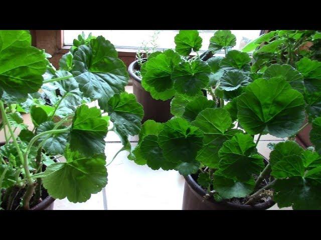 How to form pelargonium bushes in spring for good flowering!