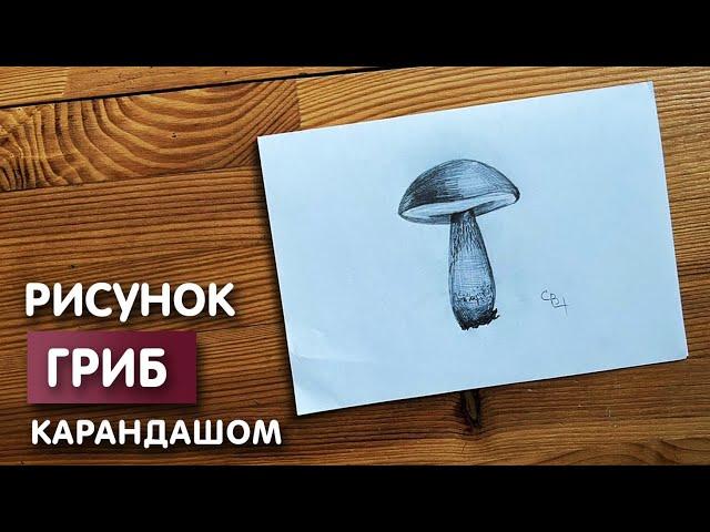 Как нарисовать гриб карандашом | Рисунок и схема для начинающих поэтапно