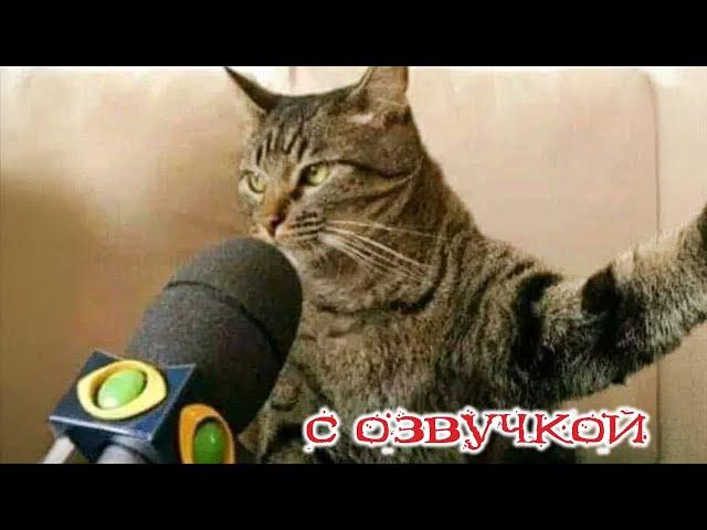 Funny Animal Videos 2024 - Funniest Dogs and Cats Videos #245