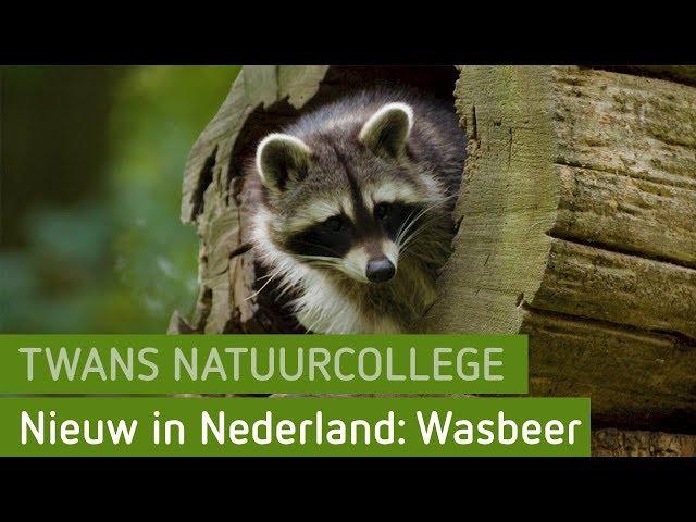 De wasbeer in Gelderland | Twans Natuurcollege