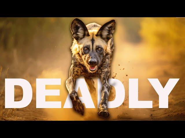 Africa's Most Successful Hunters Struggle To Survive | WILD DOGS | Real Wild