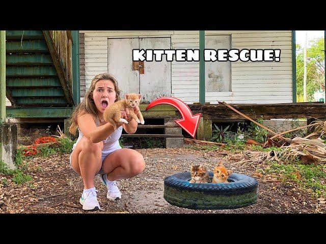 RESCUED KITTENS FOUND AT ABANDONED HOUSE!