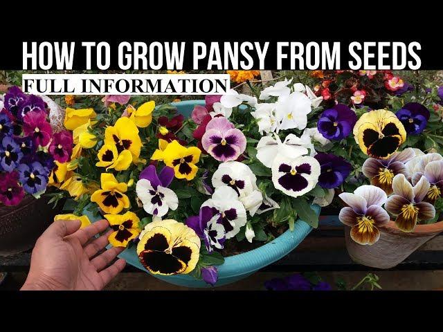 How To Grow Pansy From Seed (With Full Updates)