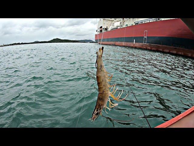 Mancing Di Laut Menggunakan Umpan ini.Ditarik ikan Besar Sampai Kewalahan