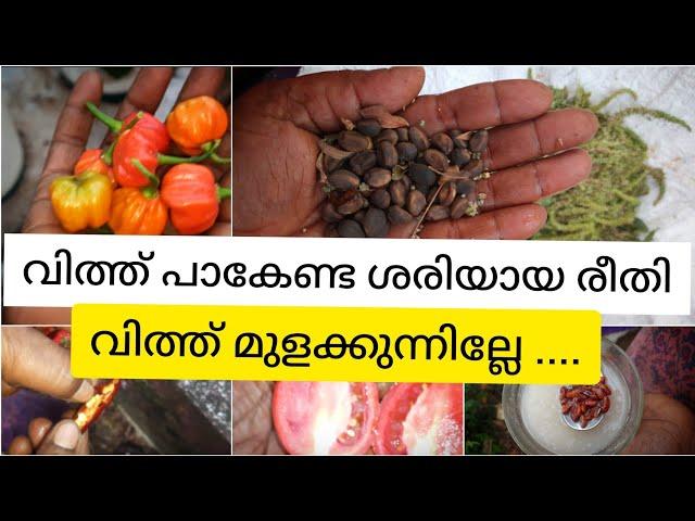 വിത്തുകൾ മുളക്കുന്നില്ലേ ....| വിത്തുകൾ പാകേണ്ട ശരിയായ വിധം|seeds germination methods Malayalam