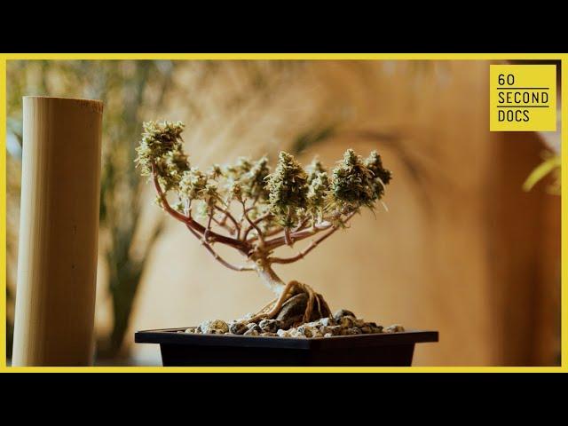 A Budding Trend: Growing Cannabis Bonsai Trees