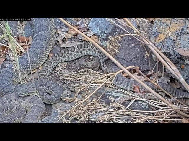 Hundreds of Rattlesnakes Seen in 'Mega-den' in Colorado