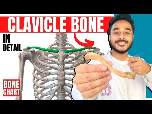 clavicle bone anatomy 3d | anatomy of clavicle bone attachments anatomy | bones of upper limb