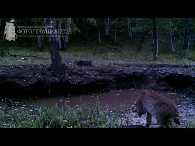 ID548/Заказник Алтачейский/Кошачьи/Рысенок