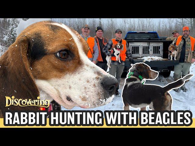 DISCOVERING | Rabbit Hunting with Beagles