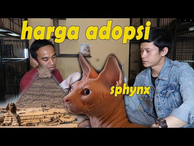 Buat yang mau pelihara kucing sphynx , tonton dulu vidio ini , biar tidak salah merawatnya.