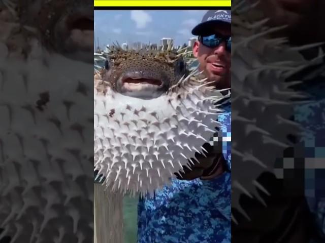 This is the puffer fish  #facts #factfinder