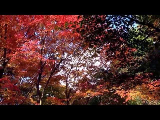 Hokyo-in temple