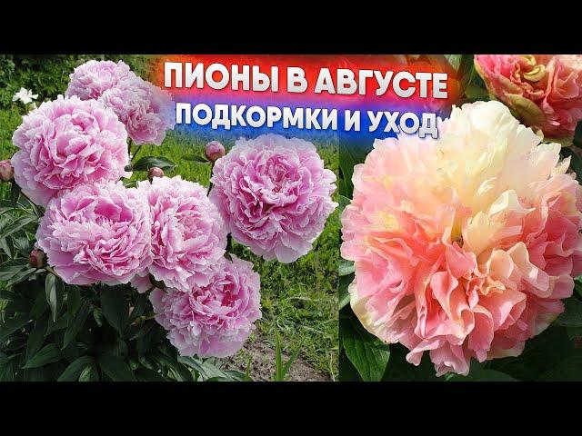 Пионы в августе - подкормки и уход