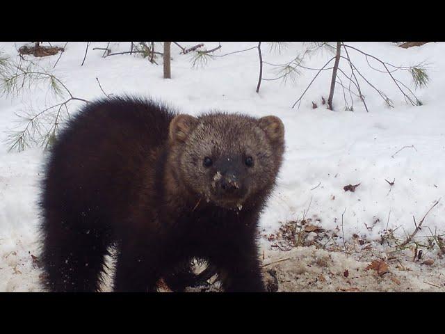 trapping 2020 fisher catch and release (he showed no fear)