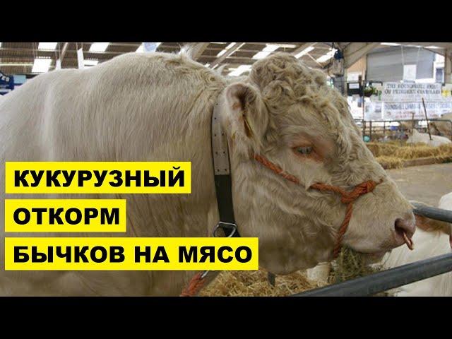 Кукурузный откорм бычков на мясо | Мясное скотоводство | Откорм крупного рогатого скота | КРС